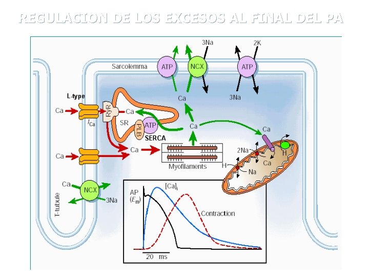 REGULACION DE LOS EXCESOS AL FINAL DEL PA 