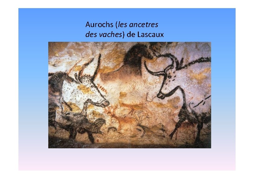 Aurochs (les ancetres des vaches) de Lascaux 