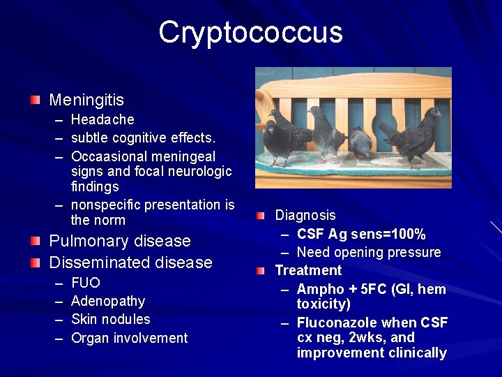 Cryptococcus Meningitis – Headache – subtle cognitive effects. – Occaasional meningeal signs and focal