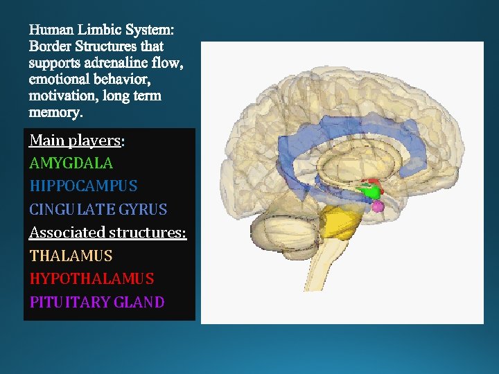 Main players AMYGDALA HIPPOCAMPUS CINGULATE GYRUS Associated structures: THALAMUS HYPOTHALAMUS PITUITARY GLAND 