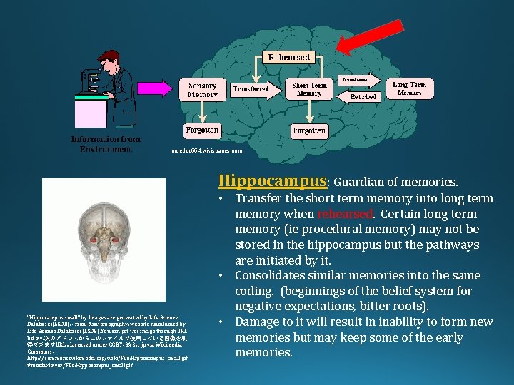 mueduc 554. wikispaces. com Hippocampus: Guardian of memories. "Hippocampus small" by Images are generated