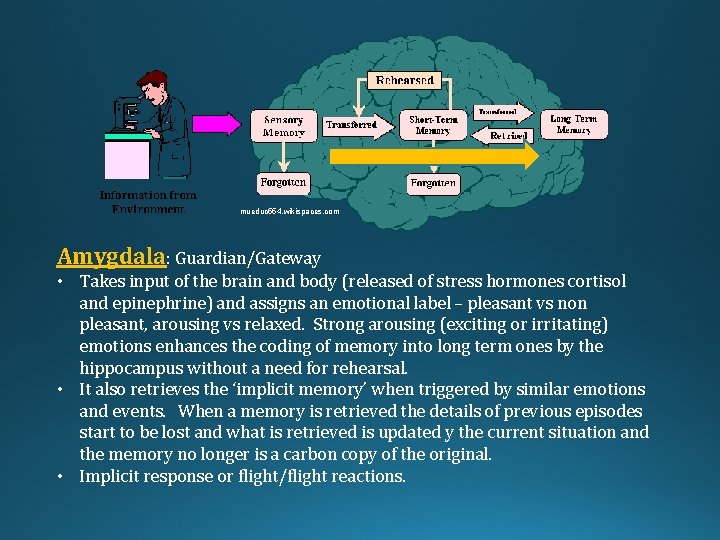 mueduc 554. wikispaces. com Amygdala: Guardian/Gateway • Takes input of the brain and body