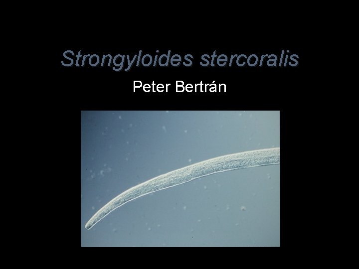 Strongyloides stercoralis Peter Bertrán 