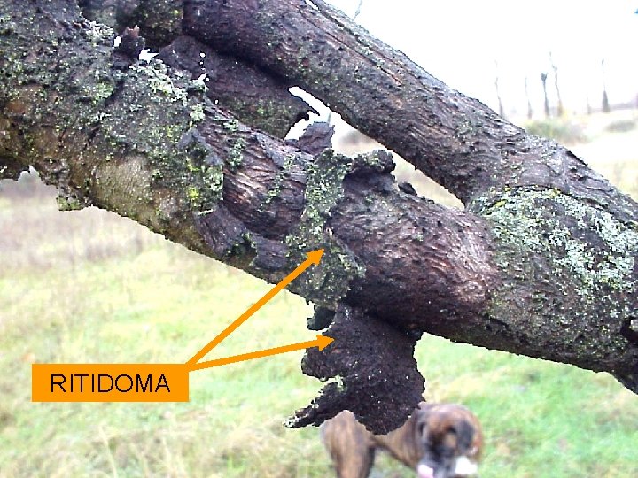 histologia-e-fisiologia-vegetal-professor-fludio-colgio-delta