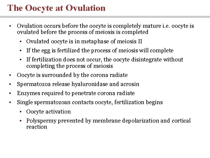 The Oocyte at Ovulation • Ovulation occurs before the oocyte is completely mature i.