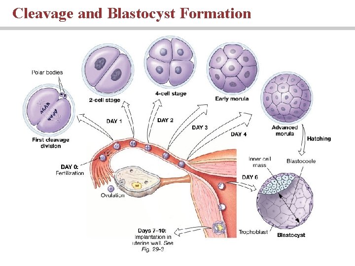 Cleavage and Blastocyst Formation 