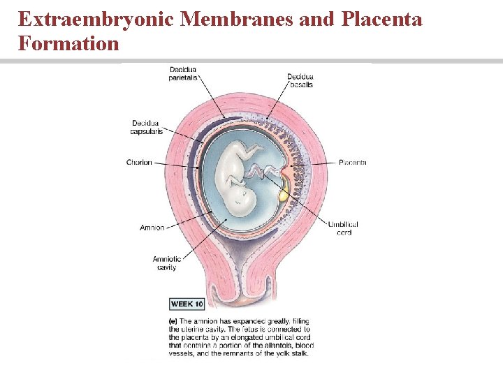 Extraembryonic Membranes and Placenta Formation 