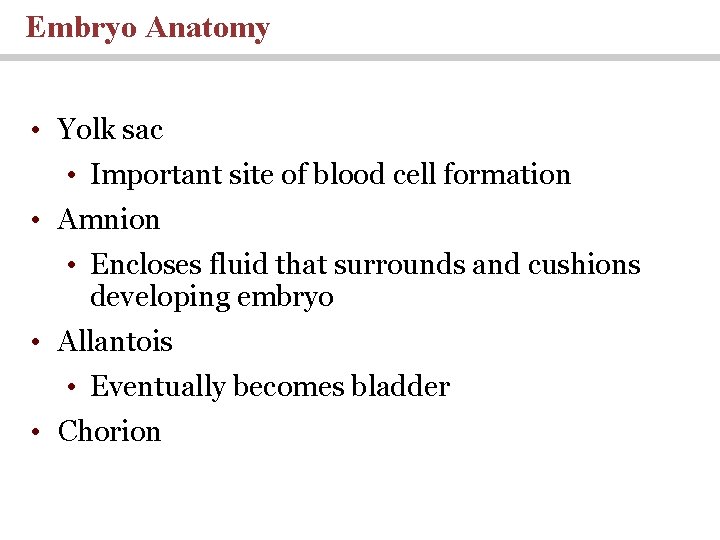 Embryo Anatomy • Yolk sac • Important site of blood cell formation • Amnion