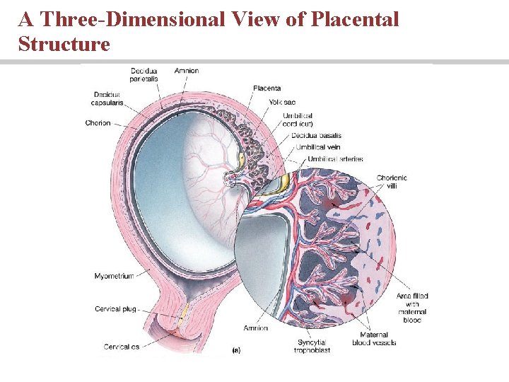 A Three-Dimensional View of Placental Structure 