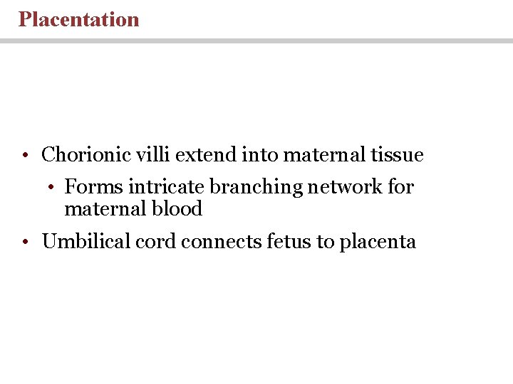 Placentation • Chorionic villi extend into maternal tissue • Forms intricate branching network for