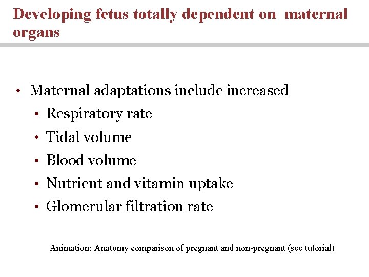 Developing fetus totally dependent on maternal organs • Maternal adaptations include increased • Respiratory