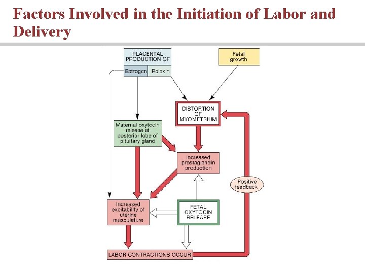 Factors Involved in the Initiation of Labor and Delivery 