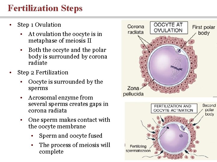 Fertilization Steps • Step 1 Ovulation • At ovulation the oocyte is in metaphase