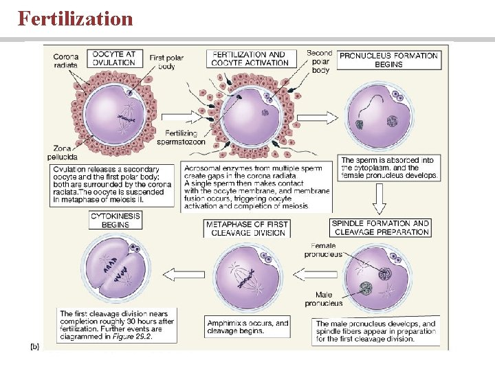 Fertilization 