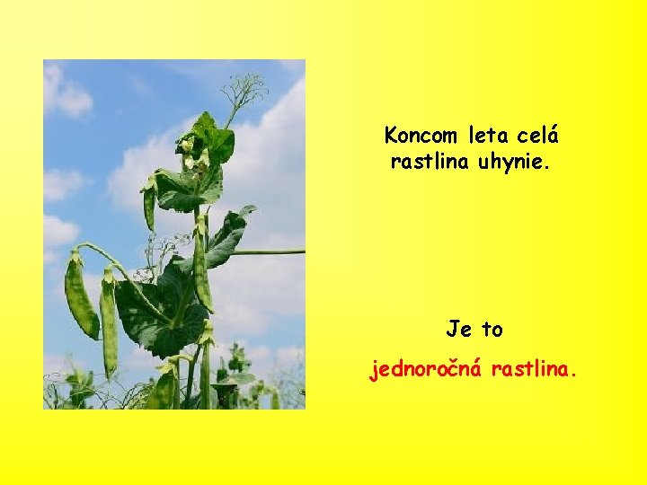 Koncom leta celá rastlina uhynie. Je to jednoročná rastlina. 