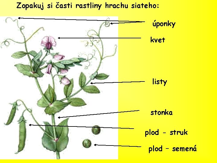 Zopakuj si časti rastliny hrachu siateho: úponky kvet listy stonka plod - struk plod