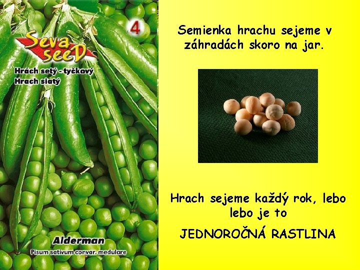 Semienka hrachu sejeme v záhradách skoro na jar. Hrach sejeme každý rok, lebo je