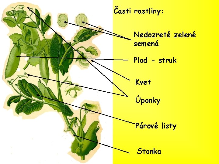 Časti rastliny: Nedozreté zelené semená Plod - struk Kvet Úponky Párové listy Stonka 