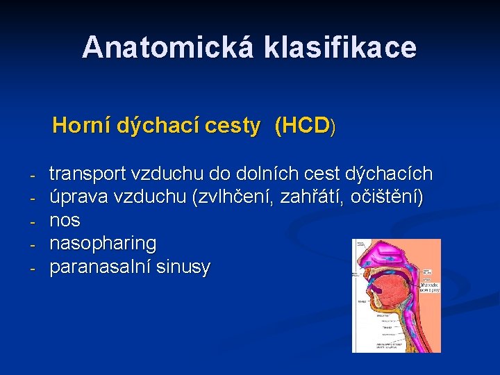 Anatomická klasifikace Horní dýchací cesty (HCD) - transport vzduchu do dolních cest dýchacích úprava