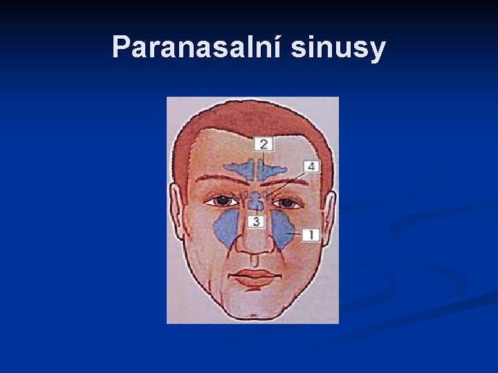 Paranasalní sinusy 