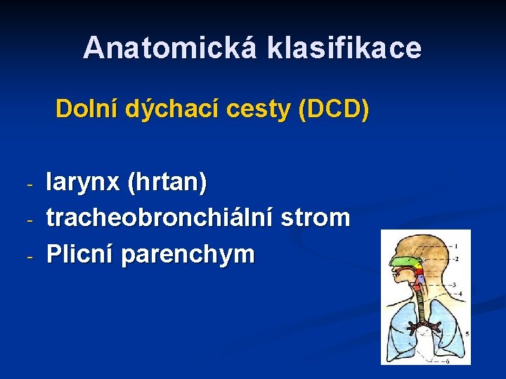 Anatomická klasifikace Dolní dýchací cesty (DCD) - larynx (hrtan) tracheobronchiální strom Plicní parenchym 