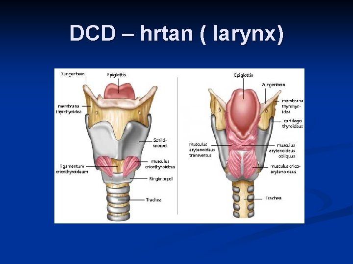 DCD – hrtan ( larynx) 
