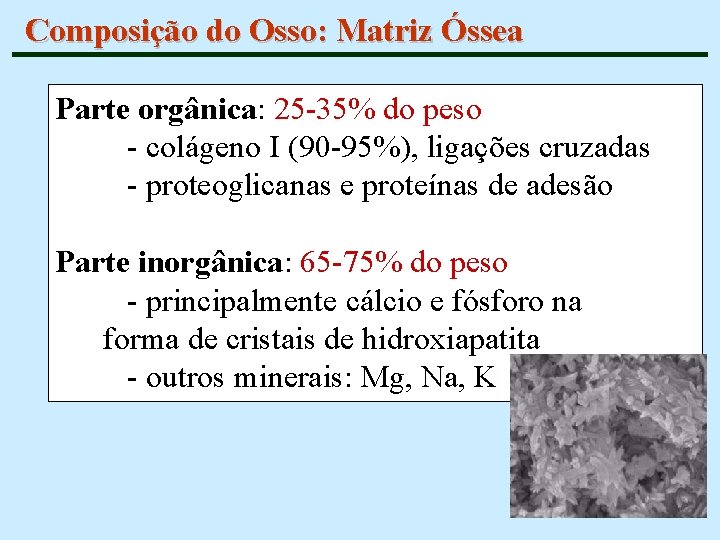 Composição do Osso: Matriz Óssea Parte orgânica: 25 -35% do peso - colágeno I