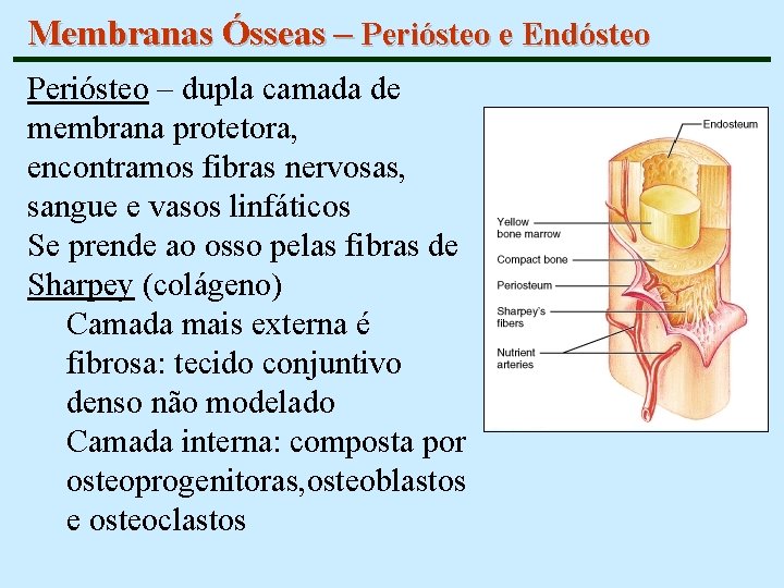 Membranas Ósseas – Periósteo e Endósteo Periósteo – dupla camada de membrana protetora, encontramos