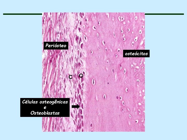 Periósteo osteócitos Células osteogênicas e Osteoblastos 