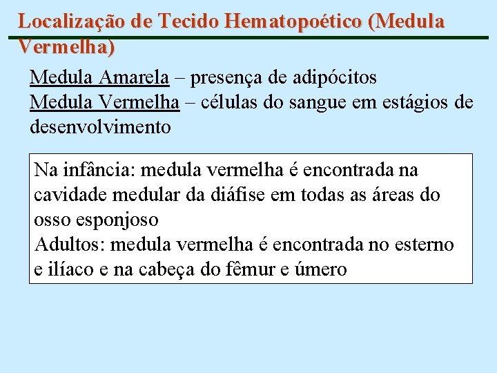 Localização de Tecido Hematopoético (Medula Vermelha) Medula Amarela – presença de adipócitos Medula Vermelha