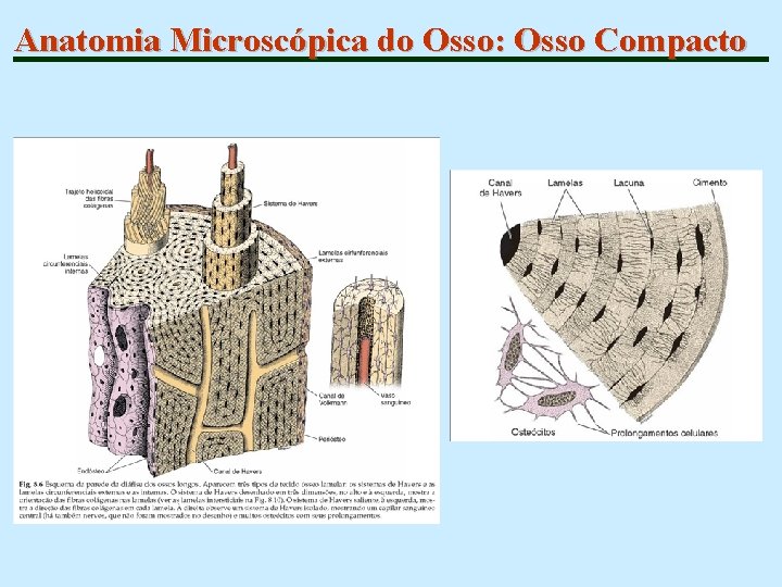 Anatomia Microscópica do Osso: Osso Compacto 