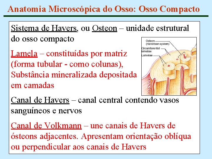 Anatomia Microscópica do Osso: Osso Compacto Sistema de Havers, ou Osteon – unidade estrutural