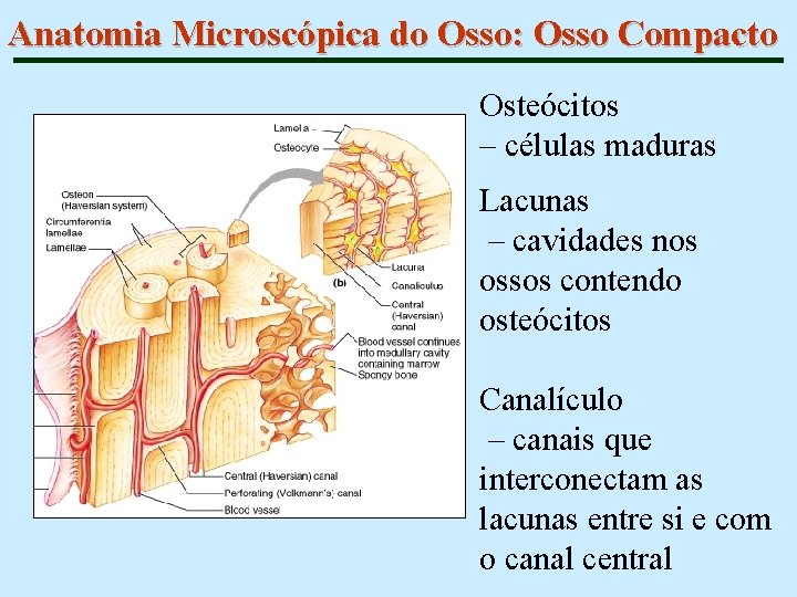 Anatomia Microscópica do Osso: Osso Compacto Osteócitos – células maduras Lacunas – cavidades nos