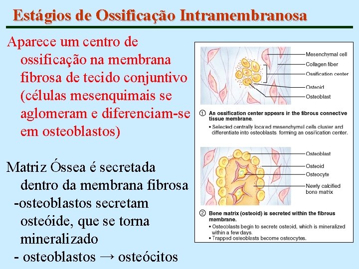 Estágios de Ossificação Intramembranosa Aparece um centro de ossificação na membrana fibrosa de tecido