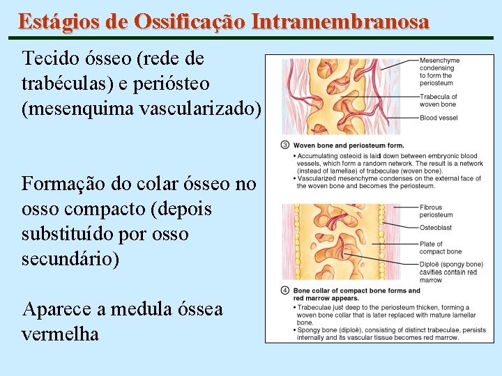 Estágios de Ossificação Intramembranosa Tecido ósseo (rede de trabéculas) e periósteo (mesenquima vascularizado) Formação