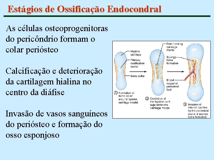 Estágios de Ossificação Endocondral As células osteoprogenitoras do pericôndrio formam o colar periósteo Calcificação