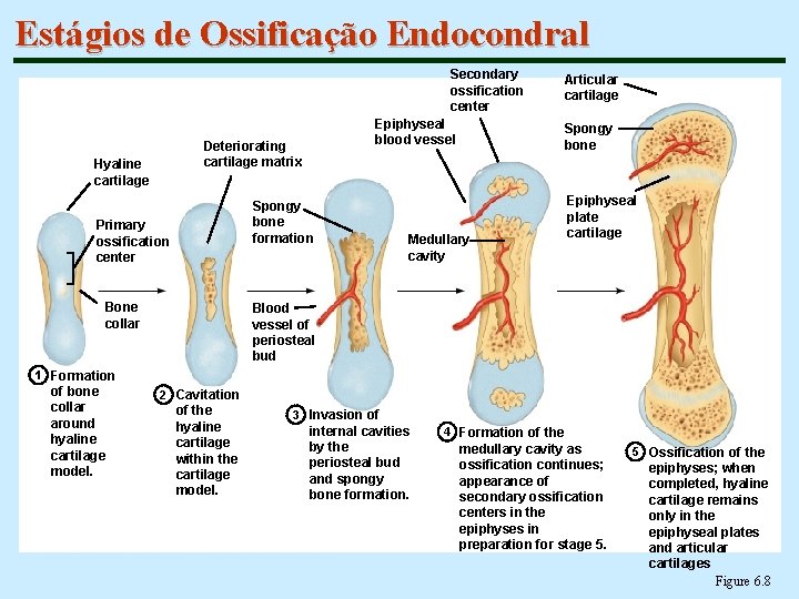 Estágios de Ossificação Endocondral Secondary ossification center Epiphyseal blood vessel Deteriorating cartilage matrix Hyaline