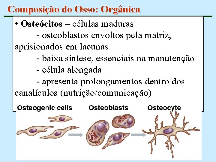 Composição do Osso: Orgânica • Osteócitos – células maduras - osteoblastos envoltos pela matriz,