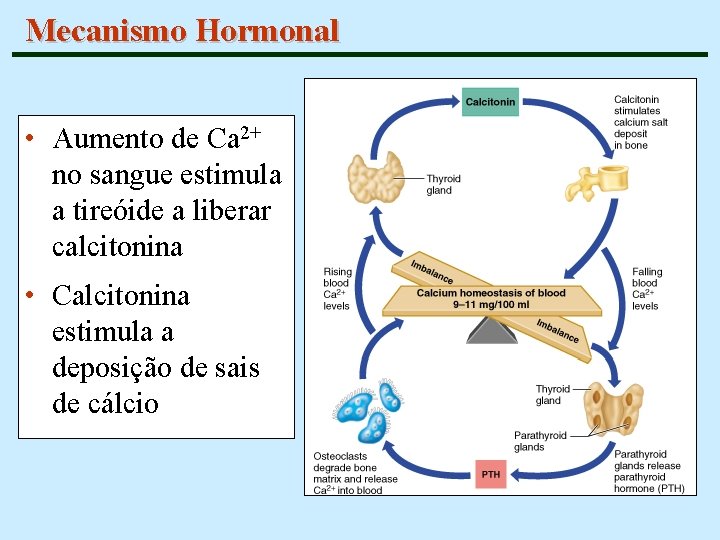 Mecanismo Hormonal • Aumento de Ca 2+ no sangue estimula a tireóide a liberar