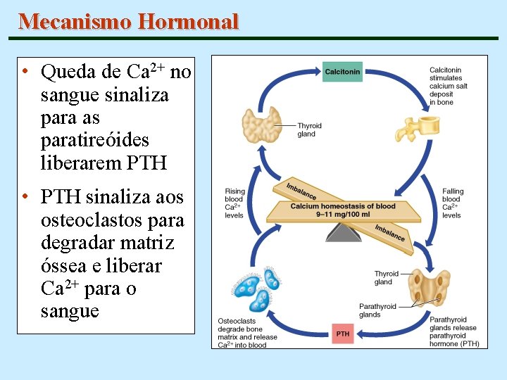 Mecanismo Hormonal • Queda de Ca 2+ no sangue sinaliza para as paratireóides liberarem