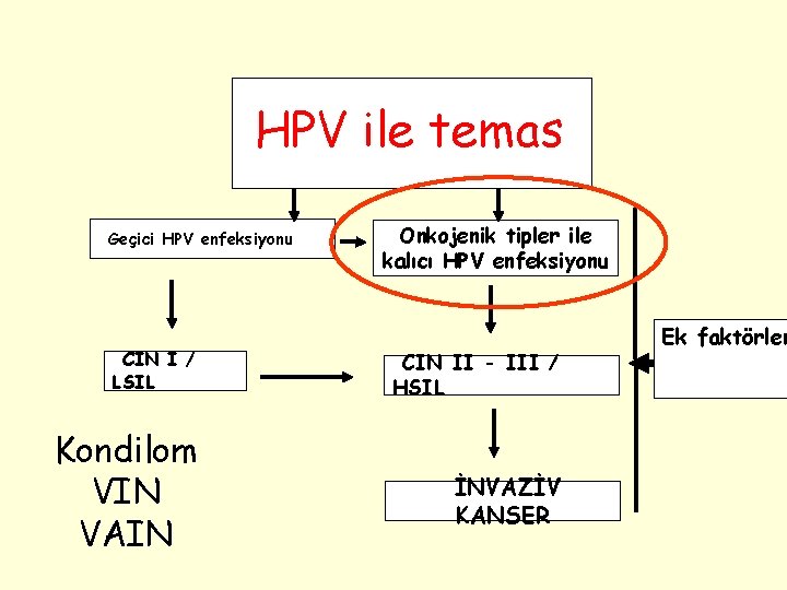 HPV ile temas Geçici HPV enfeksiyonu CIN I / LSIL Kondilom VIN VAIN Onkojenik