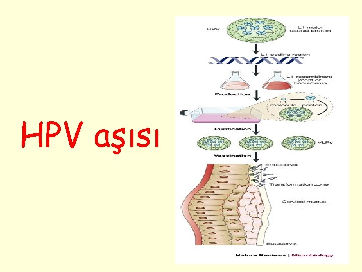 HPV aşısı 