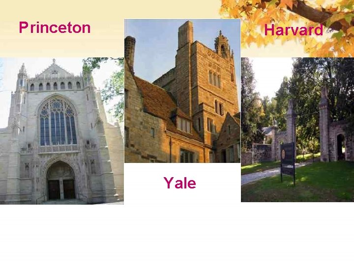 Princeton Harvard Yale 