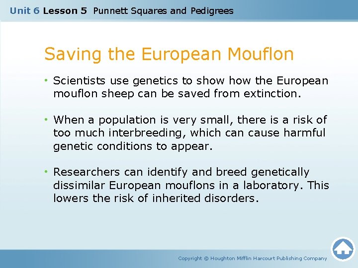 Unit 6 Lesson 5 Punnett Squares and Pedigrees Saving the European Mouflon • Scientists