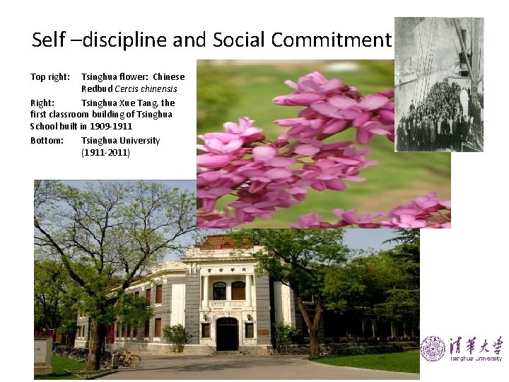 Self –discipline and Social Commitment Top right: Tsinghua flower: Chinese Redbud Cercis chinensis Right: