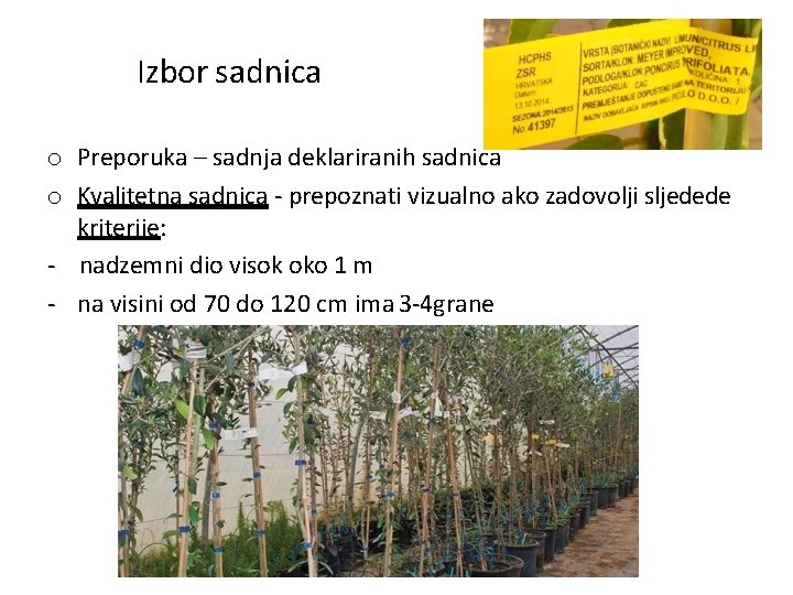 Izbor sadnica o Preporuka – sadnja deklariranih sadnica o Kvalitetna sadnica - prepoznati vizualno