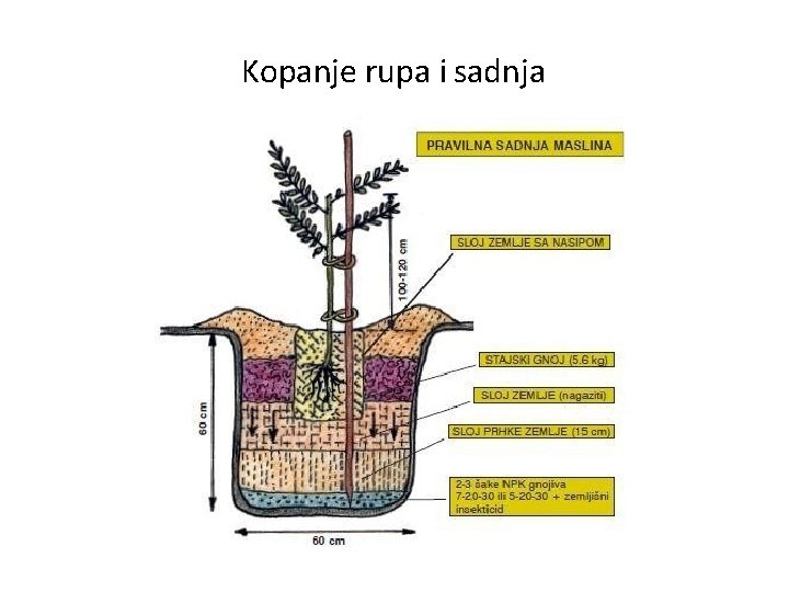 Kopanje rupa i sadnja 