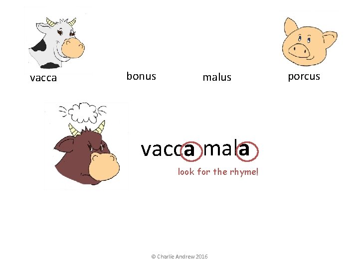 vacca bonus malus vacca mala look for the rhyme! © Charlie Andrew 2016 porcus