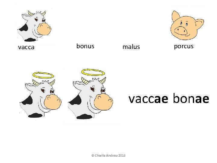 vacca bonus malus porcus vaccae bonae © Charlie Andrew 2016 