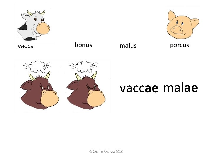 vacca bonus malus porcus vaccae malae © Charlie Andrew 2016 